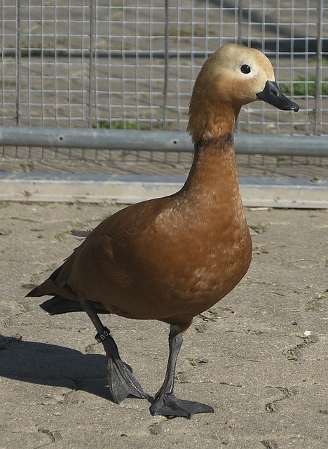 报道
